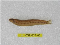 藏品(中華鰍)的圖片